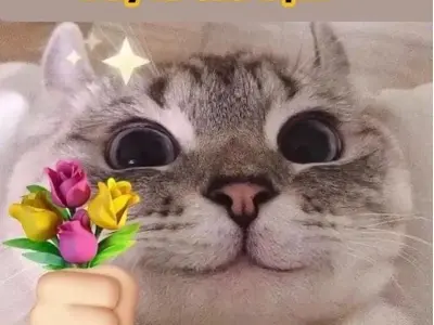 Bộ sưu tập meme mèo tặng hoa siêu đáng yêu hot nhất