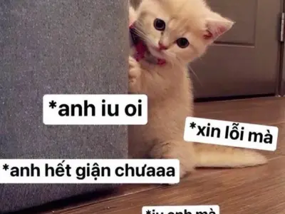 Meme mèo xin lỗi cực dễ thương khiến ai cũng phải tan chảy