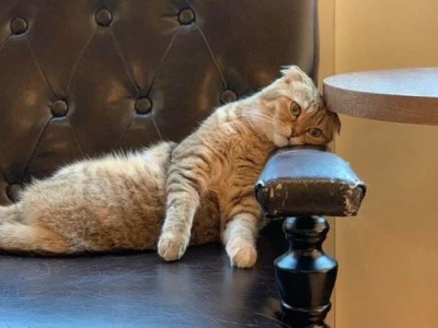Tổng hợp meme mệt mỏi vui nhộn hot nhất hiện nay