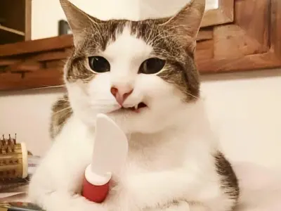 Bộ sưu tập meme nhếch mép hài hước hot nhất mạng xã hội