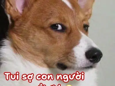 Meme sợ hãi hài hước với biểu cảm cực kỳ chân thật