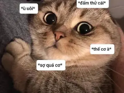 Loạt meme sợ bá đạo được chia sẻ rầm rộ trên mạng