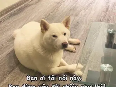 Cười trong nước mắt với loạt meme trầm cảm cực chân thật