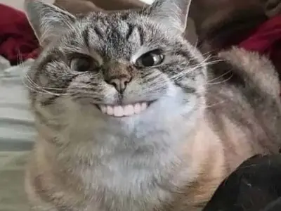 Meme tức giận hài hước giúp bạn xả stress cực hiệu quả
