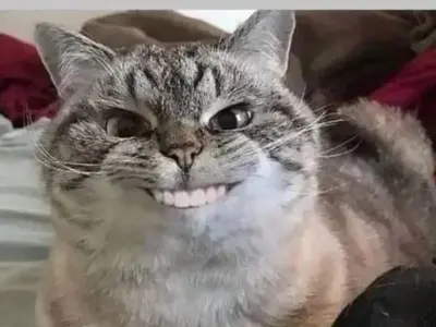 Meme vui độc đáo lan tỏa năng lượng tích cực mỗi ngày