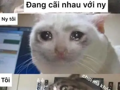 Bộ sưu tập meme xin lỗi hài hước khiến người xem cười
