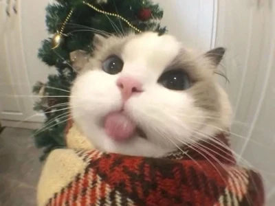 Tổng hợp mèo Noel meme vui nhộn hot nhất mùa lễ