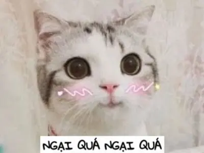 Bộ sưu tập ngại meme hài hước dễ thương hot nhất mạng