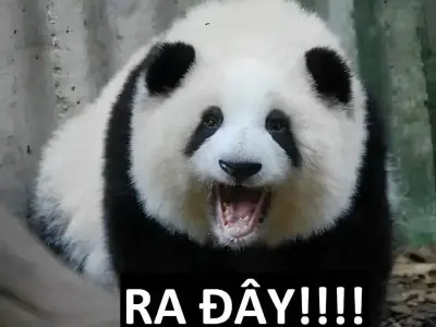 Panda meme vui nhộn với biểu cảm lầy lội siêu dễ thương