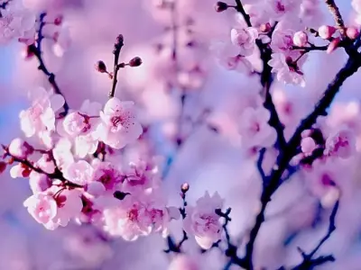 Ảnh phong cảnh hoa anh đào đẹp mê hồn mọi góc nhìn