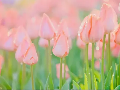 Bộ sưu tập ảnh phong cảnh hoa tulip rực rỡ và sống động
