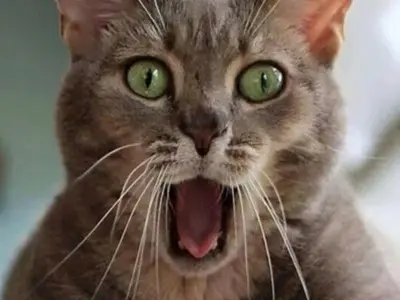Cười thả ga cùng loạt shock meme vui nhộn cực hot hiện nay