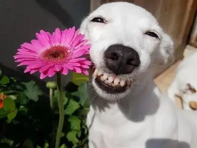 Loạt tặng hoa meme hài hước khiến dân mạng phát cuồng