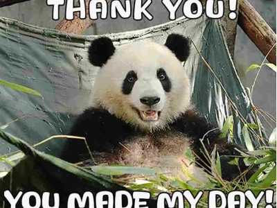 Loạt thank you meme vui nhộn khiến dân mạng thích mê