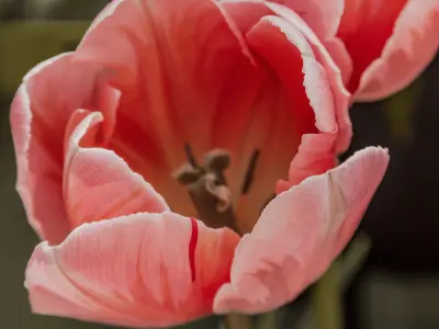Tổng hợp 40 bức tranh tô màu bông hoa tulip tuyệt đẹp giúp bé phát triển tư duy