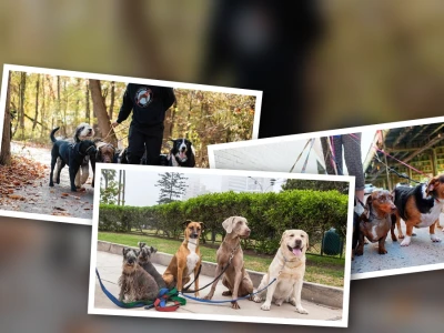 Expert tips for choosing a dog walker for an energetic breed in 2026