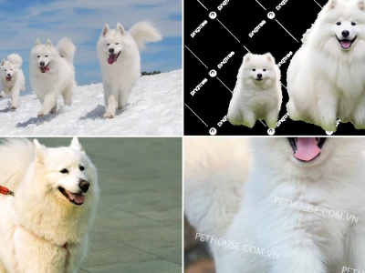 Cách xử lý tình trạng chó Samoyed hay sủa vô cớ hiệu quả nhất năm 2026